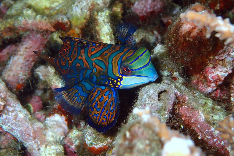 What’s so Special About Mandarinfish?