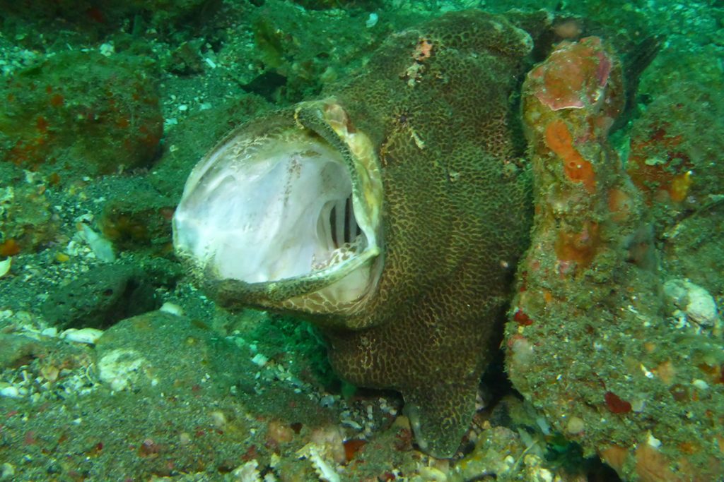 In Search Of The Strange Frogfish Of North Sulawesi