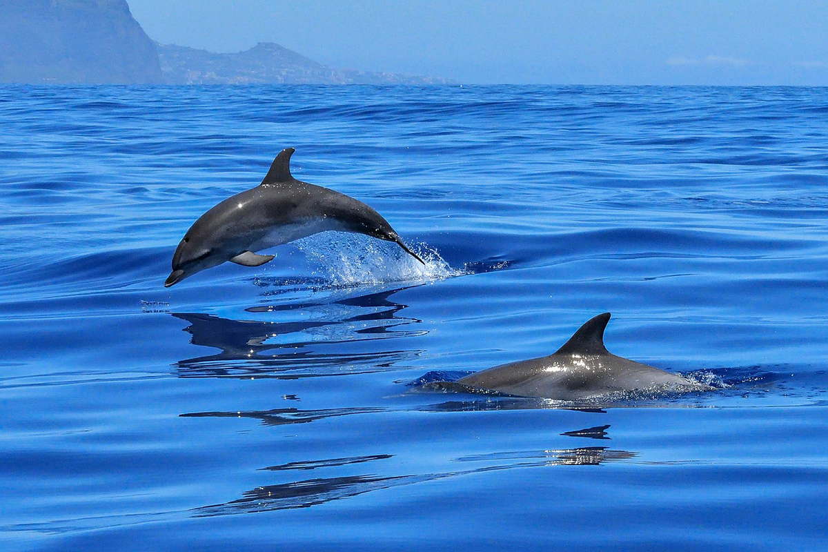Meet the Whales and Dolphins of North Sulawesi