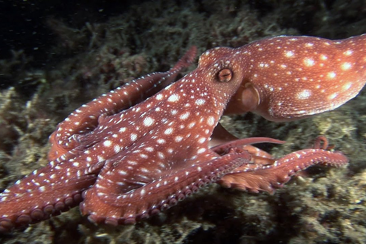 The Incredible Octopuses of North Sulawesi