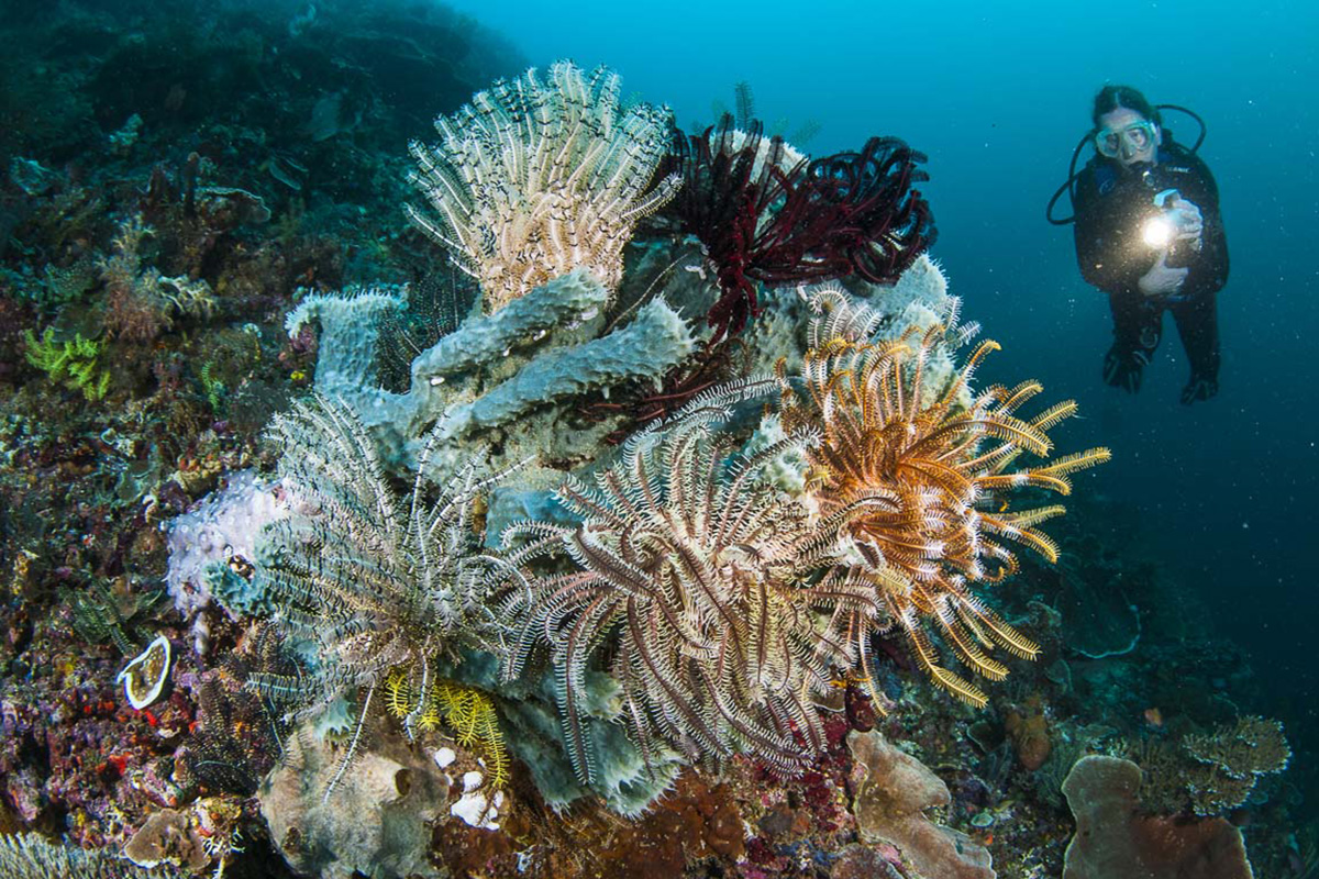 Exploring the Nocturnal Marine Life of Gangga Island