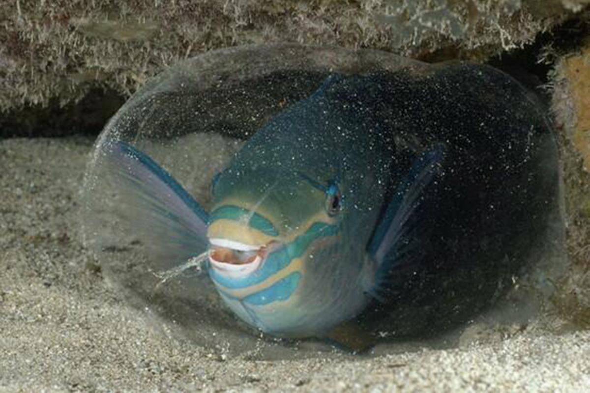 Exploring the Nocturnal Marine Life of Gangga Island