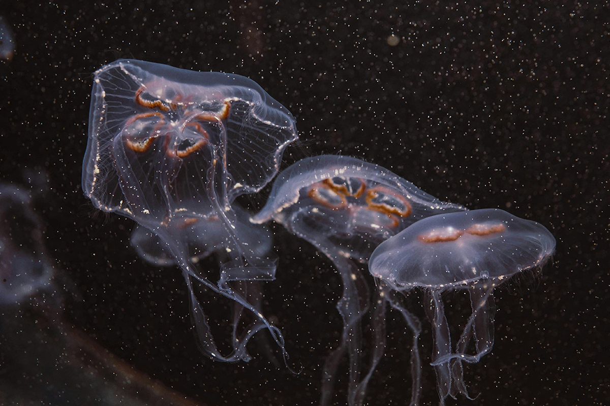 Exploring the Nocturnal Marine Life of Gangga Island