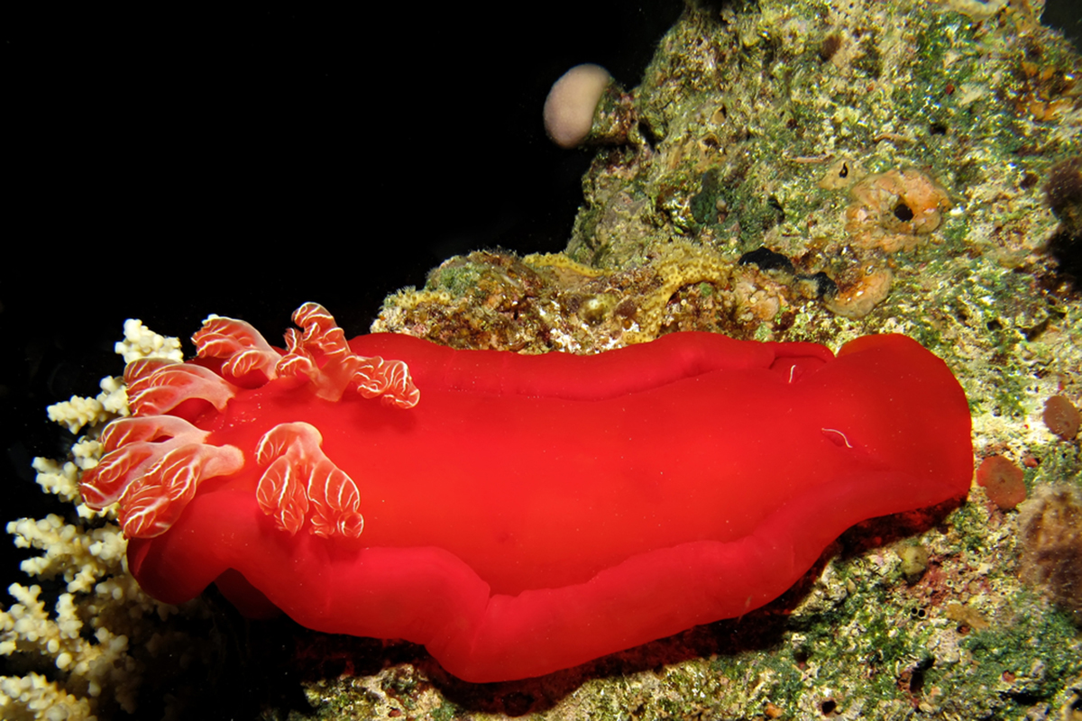 5 Facts About The Spanish Dancer Nudibranch