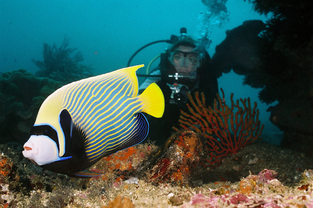 The Importance of Buoyancy Control While Scuba Diving