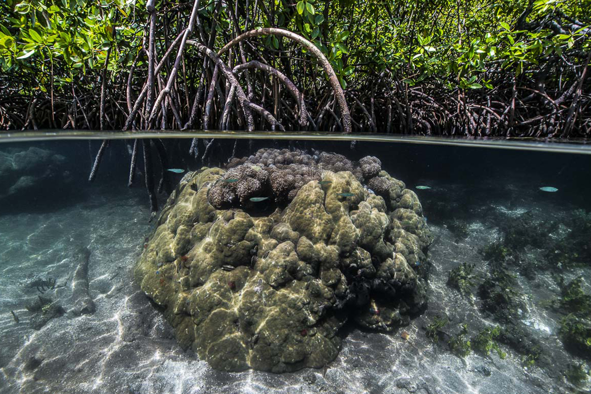 Mangroves Coastal Guardians in North Sulawesi