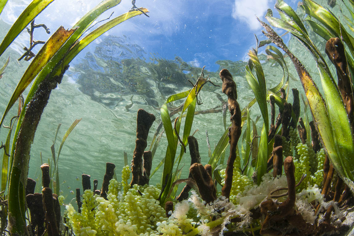 Vital Support Seagrass Beds in North Sulawesi