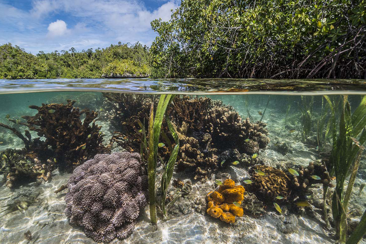 Synergy of Ecosystems in North Sulawesi